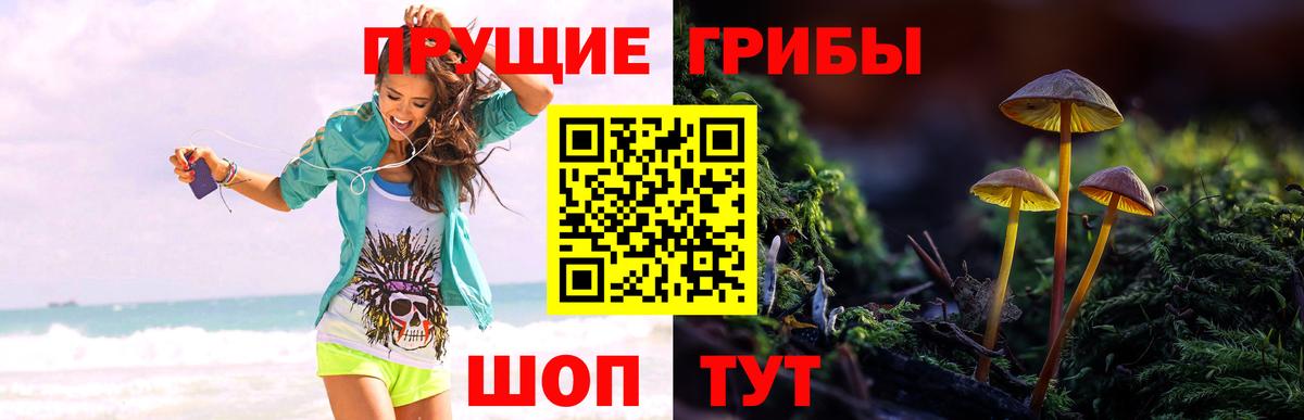 Владимир  Галлюциногенные грибы Psilocybine cubensis  Псилоцибиновые грибы Psilocybe  Вход с VPN 